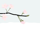 Cherry Blossom