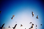 Flocking