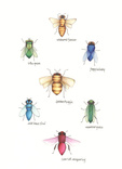 Buggles