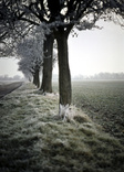 frost