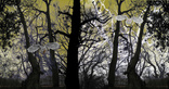 Owls and Trees