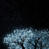 Fireflies on Blueberry Blossom Trees