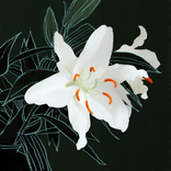 Lily