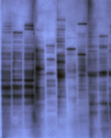 The first genetic fingerprint, 1984.