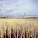 scan_422.jpg