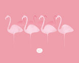flamencos 