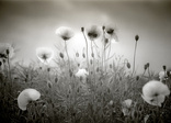 poppies