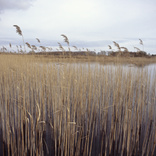 scan_421.jpg