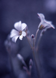 cowslip