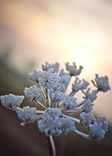 cow parsley