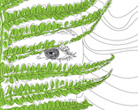  Fern