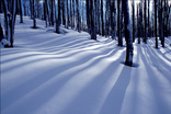 Collingwood Trees