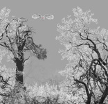 4corner trees grey