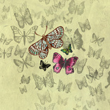 Inkymole Butterflies