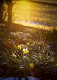 winter daffodils