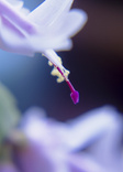 stamen