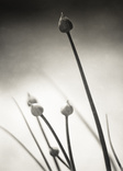 darling buds