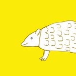 Armadillo