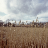 scan_420.jpg