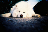 Sleepy Fluffy Dog