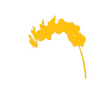  Mustard Yellow Orchid