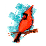 redcardinal moo
