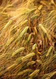 wheat