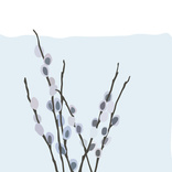 Pussy Willow