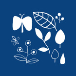Blue Butterfly 2