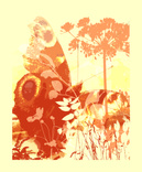 Butterfly love 1