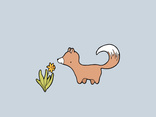 Spring Fox