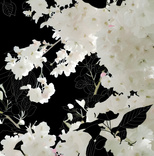 Night Blossom 