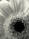 scan_644.jpg