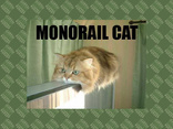 monorail cat