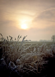 winter frost