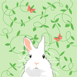 Bunnyfly