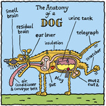 The Anatomy of a Dog