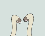Ostriches