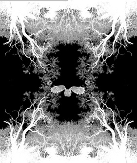 4corner trees