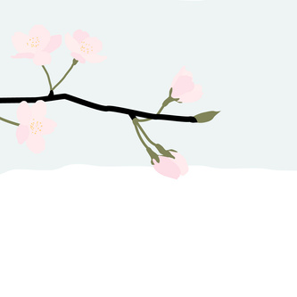 Cherry Blossom