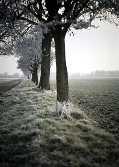 frost