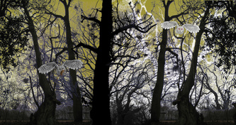 Owls and Trees