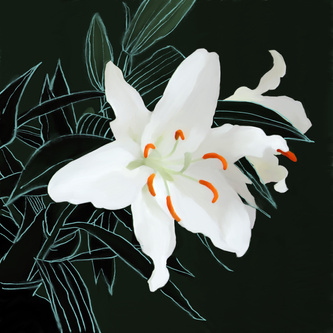Lily