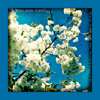 Blossom