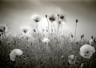 poppies