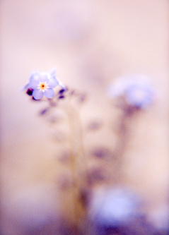 forgetmenot