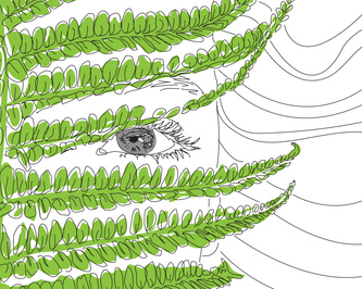  Fern