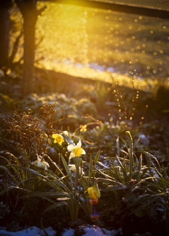 winter daffodils