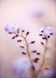 forgetmenot 2
