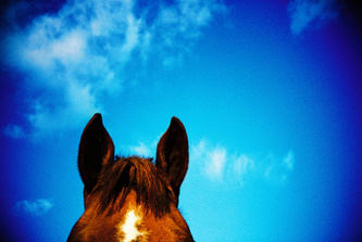 Ears